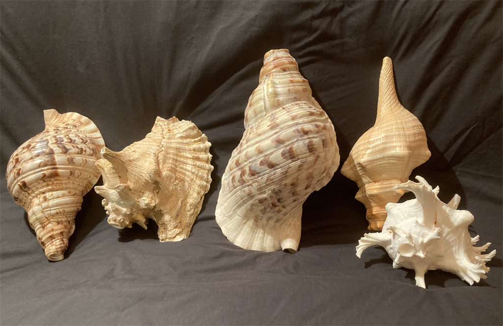Conch shells